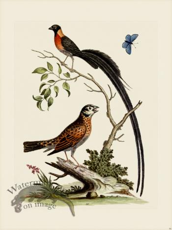 Edwards 086 Fringilla, macroura